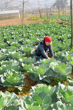 Khơi dậy ý chí phát triển kinh tế của nông dân