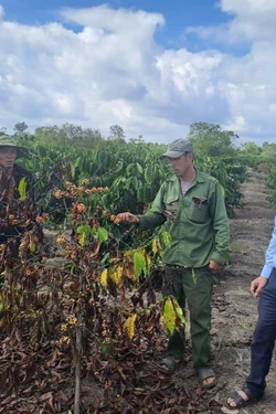 Đắk Lắk: Nhiều diện tích cây trồng giá trị kinh tế cao bị thiệt hại nặng sau mưa, lũ