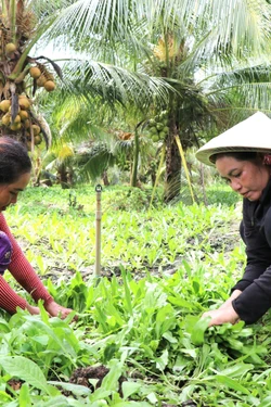 Kinh tế tập thể tạo trụ đỡ cho nông nghiệp xanh