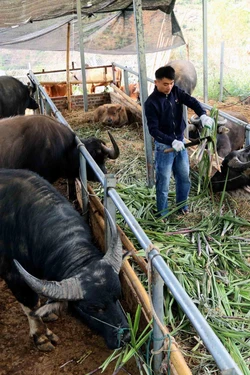 Nông dân Sơn La phòng, chống đói rét cho vật nuôi, cây trồng