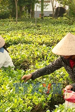 Thay đổi diện mạo nông thôn vùng đồng bào dân tộc thiểu số