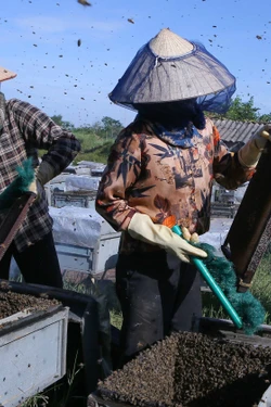 Đưa ong về lấy mật ở Vườn quốc gia Xuân Thủy