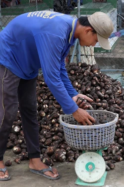 Cây khoai môn thúc đẩy phát triển kinh tế nông hộ