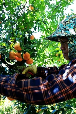 Xây dựng thương hiệu từ vùng quýt cổ Phú Thọ