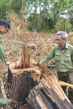 Hàng chục cây gỗ bị cưa hạ trái phép trong rừng phòng hộ Ia Púch