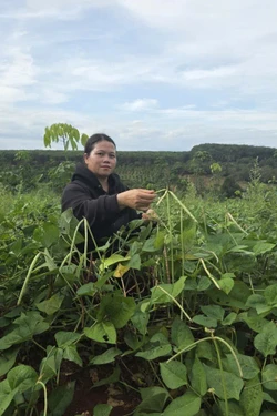 Sinh kế nhỏ mở lối đổi thay vùng biên giới Gia Lai