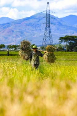 Tháng 5 rực rỡ trên cánh đồng Mường Thanh