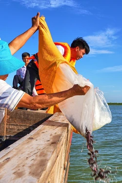 Thả 65.000 cá giống tạo nguồn lợi thủy sản hồ Dầu Tiếng
