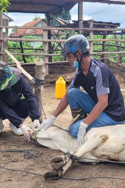 Gia Lai: Áp lực phòng dịch gia tăng do thiếu thú y cơ sở