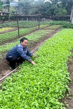 Tiếp sức người dân tái thiết cuộc sống, sản xuất sau thiên tai