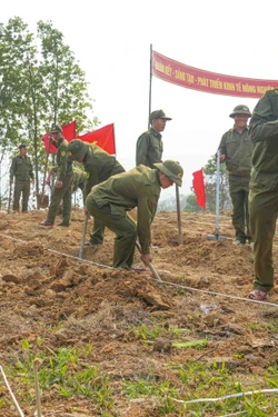 Điện Biên ra quân trồng mới 12.000 ha cây trồng chủ lực
