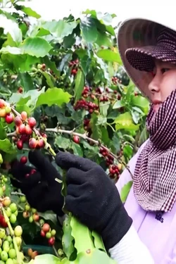 Chuỗi hoạt động kỷ niệm 100 năm cà phê Khe Sanh