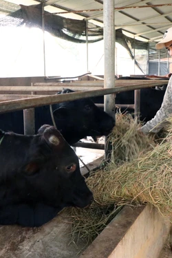 Thái Nguyên bảo vệ đàn vật nuôi trước rét đậm, rét hại