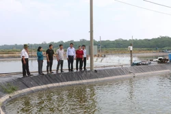 Khuyến nghị phòng bệnh cho tôm nuôi khi nắng nóng mưa xen kẽ