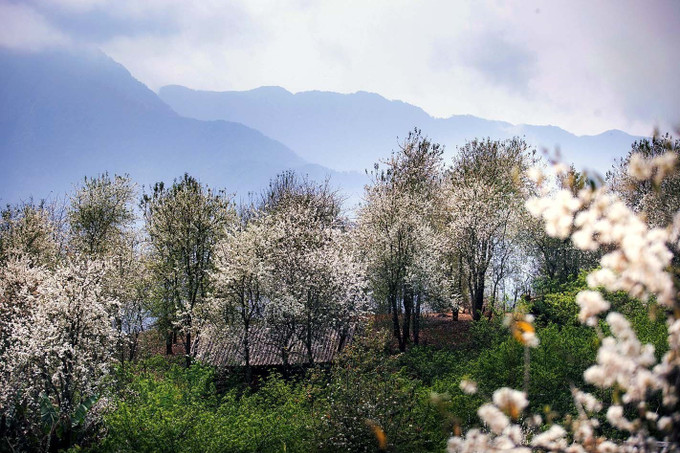 Rừng hoa sơn tra tại bản Nậm Nghẹp, xã Ngọc Chiến (Sơn La).