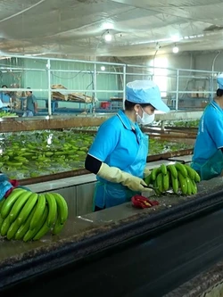 Ứng dụng công nghệ đưa sản phẩm chuối thành hàng xuất khẩu chủ lực