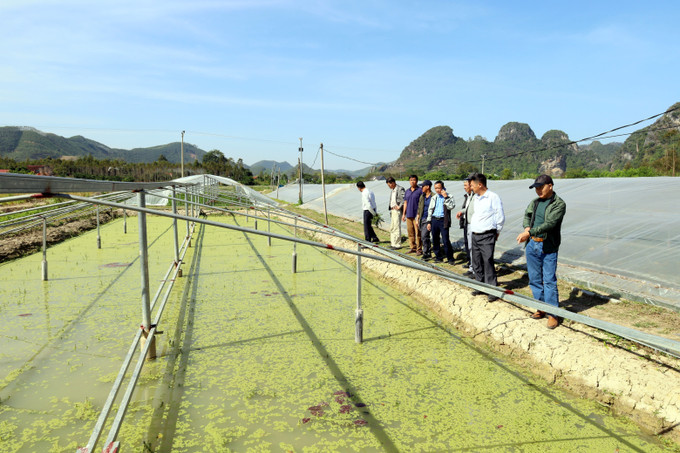 Đoàn công tác của Trung tâm Khuyến nông quốc gia tham quan mô hình nuôi ốc nhồi thương phẩm tại xã Thiện Tân, tỉnh Lạng Sơn.