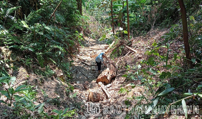 Hiện trường vụ việc khai thác gỗ trong rừng phòng hộ thuộc xóm Khe Cạn, xã Cây Thị (Đồng Hỷ). Ảnh: baothainguyen.vn rung-21525.jpg