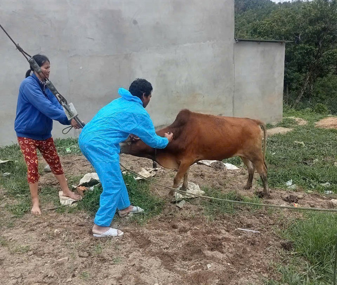 Lực lượng chức năng tiến hành tiêm vaccine phòng bệnh lở mồm long móng cho bò trên địa bàn xã Đăk Plô. Ảnh: TTXVN phát dich1-22725.jpg