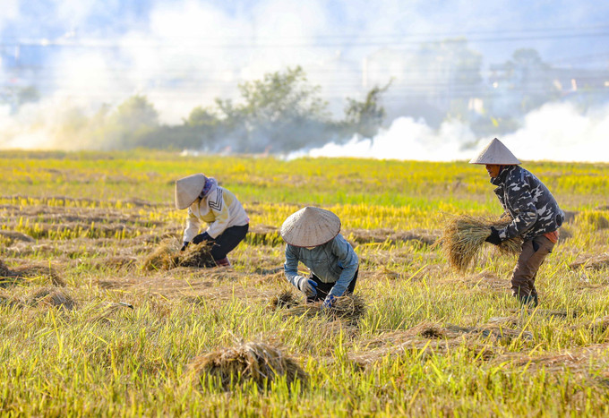 Người dân vùng lòng chảo Điện Biên thu hoạch lúa. lua4-61025.jpg