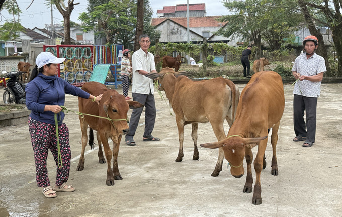 Quỹ Trò nghèo vùng cao trao tặng 15 con bò giống cho 15 hộ dân xã Hòa Thịnh dịp cận Tết Nguyên đán.