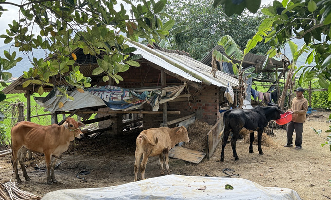 Nhiều hộ dân tại xã Hòa Thịnh nỗ lực tái đàn gia súc sau mưa lũ.