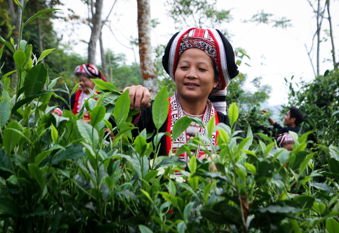 Những cây chè Shan tuyết lâu năm sinh trưởng trên khu vực núi cao được bà con thu hoạch. Ảnh: Nam Thái/TTXVN che-2525.jpg