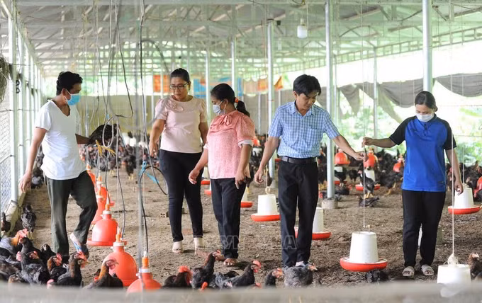 Nhiều bà con người dân tộc Khmer đã mạnh dạn đầu tư, phát triển mô hình chăn nuôi gà tập trung mang lại thu nhập ổn định. Ảnh: Công Mạo/TTXVN