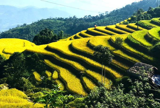 Ruộng bậc thang Xà Phìn, xã Thanh Thủy, tỉnh Tuyên Quang uốn lượn mềm mại, rực sáng trong nắng thu, tựa dải lụa vàng vắt ngang lưng núi. lua1-20925.jpg