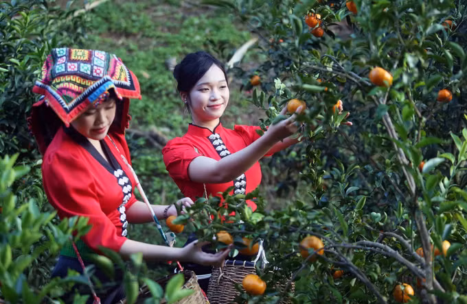 Khách tham quan, trải nghiệm vườn quýt ở bản Muông Yên, phường Chiềng Cơi.