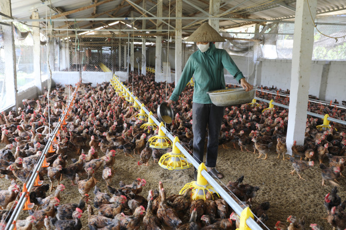 Mô hình nuôi gà an toàn sinh học tại xã Đồng Hỷ, tỉnh Thái Nguyên.