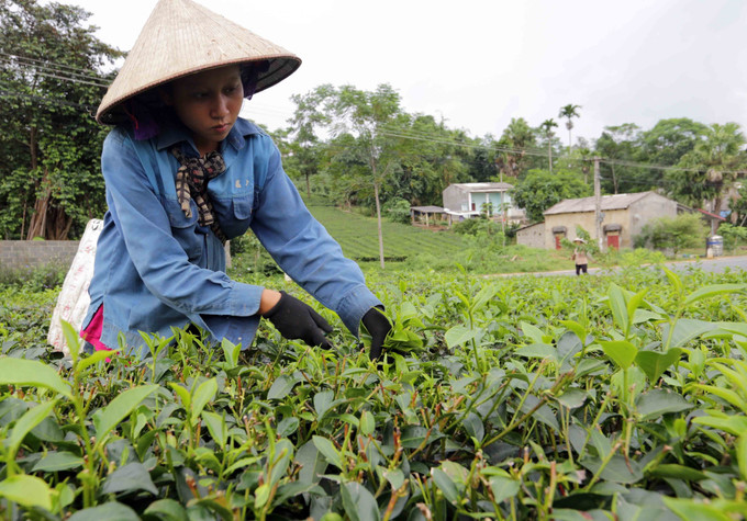Đồng bào dân tộc Mường ở tỉnh Phú Thọ vay vốn Chương trình hộ sản xuất kinh doanh đầu tư trồng chè cho hiệu quả kinh tế cao. Ảnh tư liệu: Trần Việt/TTXVN phu-tho1-241025.jpg