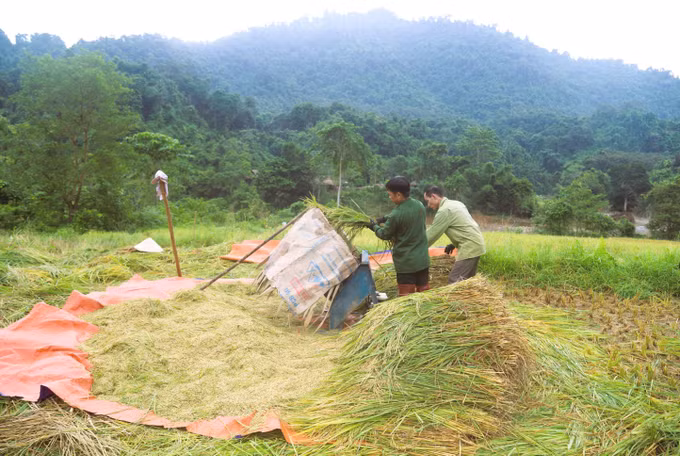 Đồng bào Thái tuốt lúa bằng phương tiện thô sơ và phơi lúa giữa đại ngàn Pù Huống. Ảnh: Xuân Tiến/ TTXVN