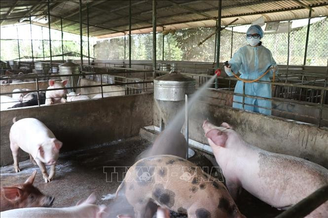 Lực lượng chức năng phun hóa chất khử trùng chuồng trại tại tỉnh Gia Lai. Ảnh tư liệu: Hoài Nam/TTXVN dich-10925.jpg