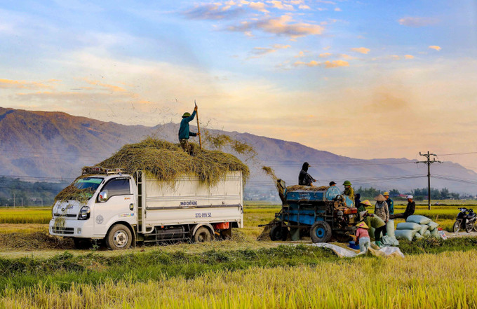 Không khí thu hoạch lúa rộn ràng trên cánh đồng Mường Thanh. lua1-61025.jpg