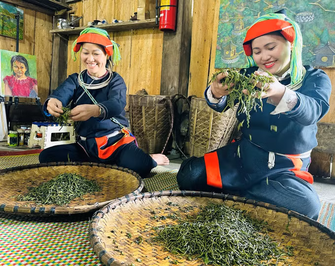 Những người phụ nữ dân tộc Dao (thôn Xà Phìn, xã biên giới Thanh Thủy, Tuyên Quang) vò chè thủ công bằng tay. Ảnh: Đức Thọ/TTXVN