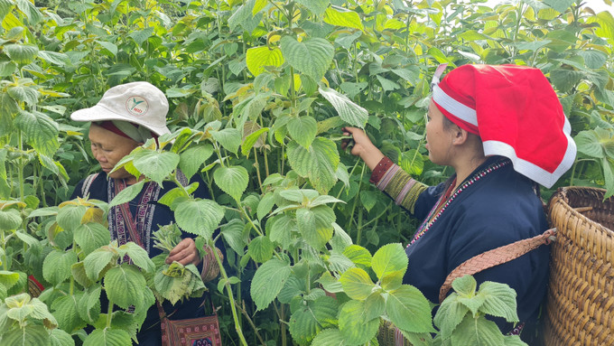 Người dân địa phương thu hoạch tía tô trắng. Người dân địa phương thu hoạch tía tô trắng.