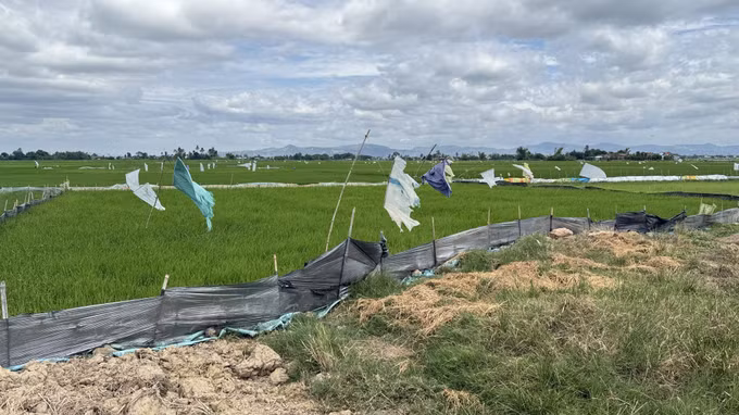 Nông dân phường Đông Hòa (Đắk Lắk) kết hợp nhiều biện pháp phòng trừ chuột phá lúa.