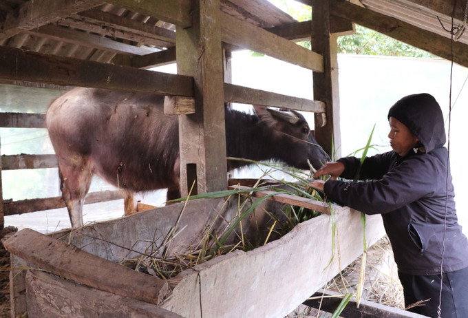 Người dân vùng biên giới Lao Chải (Tuyên Quang) chăm sóc gia súc những ngày giá rét. Ảnh: Đức Thọ - TTXVNNgười dân Vị Xuyên (Tuyên Quang) xuống đồng chăm sóc vựa hoa tết.