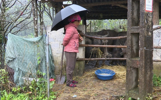 Các hộ dân ở xã Sìn Hồ (Lai Châu) đã chủ động đưa trâu bò về chuồng nuôi nhốt, đồng thời dự trữ thức ăn cho gia súc trong những ngày nhiệt độ xuống thấp. Ảnh: TTXVN phát