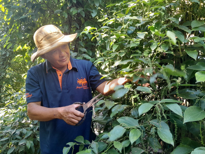 Ông Lê Văn Đen ở ấp Tân Hội, xã biên giới Tân Tiến, tỉnh Đồng Nai chăm sóc vườn tiêu. tieu-25925.jpg