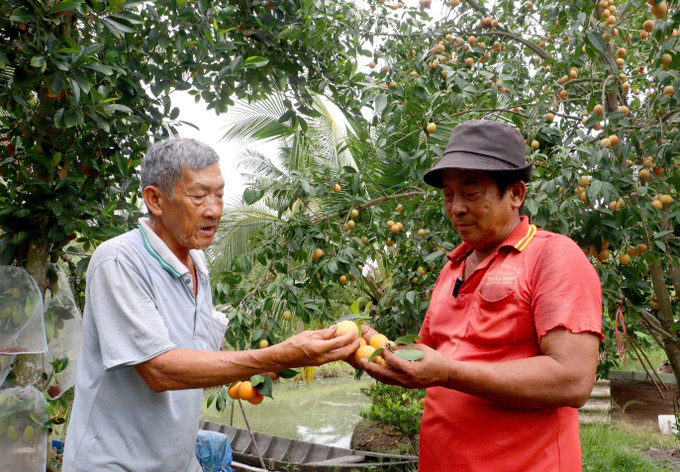 Ông Huỳnh Văn Hào và ông Trương Văn Hoàng (phường Đông Thành, tỉnh Vĩnh Long) trau đổi về hiệu quả canh tác cây thanh trà ngọt. Ảnh: Phúc Sơn/TTXVN