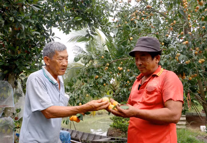 Ông Huỳnh Văn Hào và ông Trương Văn Hoàng (phường Đông Thành, tỉnh Vĩnh Long) trau đổi về hiệu quả canh tác cây thanh trà ngọt. Ảnh: Phúc Sơn/TTXVN
