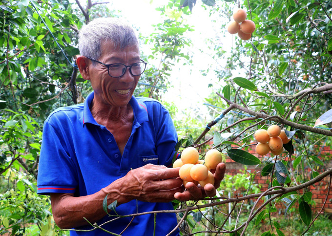Ông Huỳnh Văn Cập (phường Đông Thành, tỉnh Vĩnh Long) phấn khởi với vườn thanh trà đạt năng suất cao. Ảnh: Phúc Sơn/TTXVN