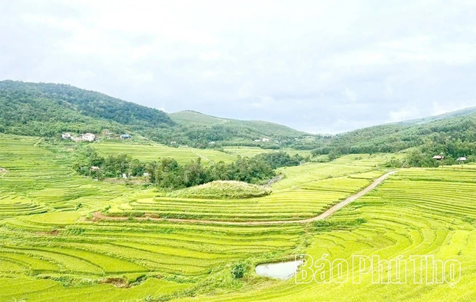 Ruộng bậc thang Miền Đồi với vẻ đẹp hoang sơ tạo sức hút với du khách. Ảnh:baophutho.vn ruong-221025.jpg