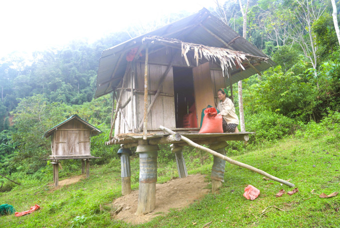 Lúa sau khi phơi nắng khô được đóng vào bao tải, gùi về cất giữ, bảo quản tại các kho thóc được dựng bằng gỗ, nằm biệt lập với khu dân cư, cộng đồng dân bản. Ảnh: Xuân Tiến/TTXVN