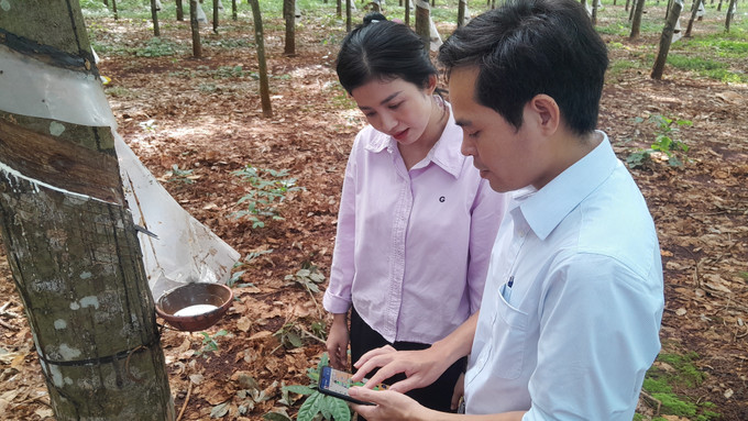 Hoàng Văn Cảnh cùng nhân viên công ty kiểm tra vườn cây cao su qua ứng dụng bằng điện thoại thông minh.