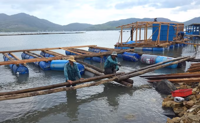 Người nuôi tôm hùm phường Sông Cầu, tỉnh Đắk Lắk xây dựng lại lồng bè nuôi.