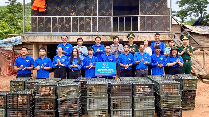 Trao tặng mô hình sinh kế cho đoàn viên thanh niên phát triển kinh tế trên địa bàn xã với 500 con gà giống, thức ăn và thuốc ban đầu. Ảnh: TTXVN phát