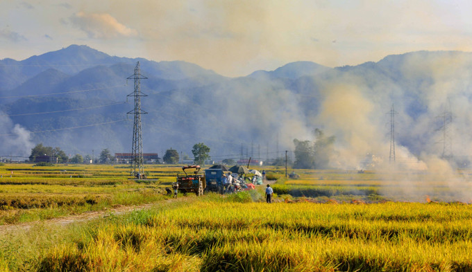 Mùa vàng trên cánh đồng Mường Thanh. lua9-61025.jpg